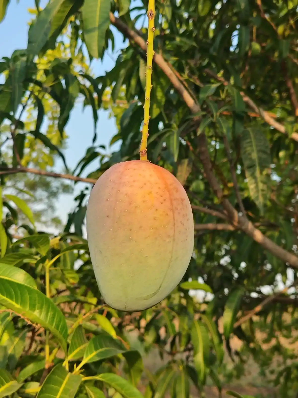 Mango